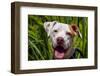 American Pit Bull Portrait-Zandria Muench Beraldo-Framed Photographic Print