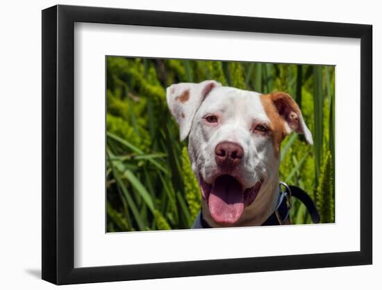 American Pit Bull Portrait-Zandria Muench Beraldo-Framed Photographic Print