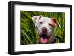 American Pit Bull Portrait-Zandria Muench Beraldo-Framed Photographic Print