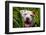 American Pit Bull Portrait-Zandria Muench Beraldo-Framed Photographic Print