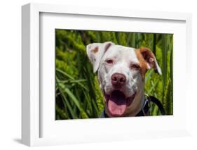 American Pit Bull Portrait-Zandria Muench Beraldo-Framed Photographic Print