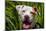 American Pit Bull Portrait-Zandria Muench Beraldo-Mounted Photographic Print