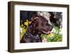 American Pit Bull Portrait-Zandria Muench Beraldo-Framed Photographic Print