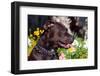 American Pit Bull Portrait-Zandria Muench Beraldo-Framed Photographic Print