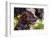 American Pit Bull Portrait-Zandria Muench Beraldo-Framed Photographic Print