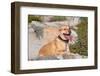 American Pit Bull Posing for a Picture-Zandria Muench Beraldo-Framed Photographic Print