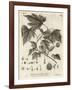 American Planetree, Platanus Occidentalis., 1776 (Engraving)-Johann Sebastien Muller-Framed Giclee Print