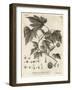 American Planetree, Platanus Occidentalis., 1776 (Engraving)-Johann Sebastien Muller-Framed Giclee Print