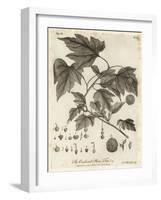 American Planetree, Platanus Occidentalis., 1776 (Engraving)-Johann Sebastien Muller-Framed Giclee Print