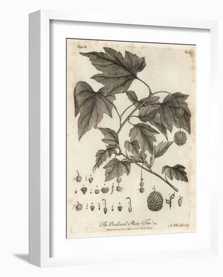 American Planetree, Platanus Occidentalis., 1776 (Engraving)-Johann Sebastien Muller-Framed Giclee Print