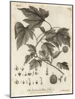 American Planetree, Platanus Occidentalis., 1776 (Engraving)-Johann Sebastien Muller-Mounted Giclee Print