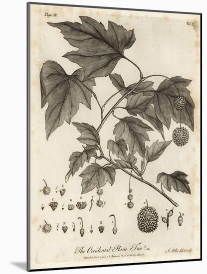 American Planetree, Platanus Occidentalis., 1776 (Engraving)-Johann Sebastien Muller-Mounted Giclee Print