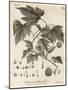 American Planetree, Platanus Occidentalis., 1776 (Engraving)-Johann Sebastien Muller-Mounted Giclee Print