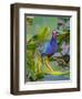 American Purple gallinule balancing on a lily pad, USA-George Sanker-Framed Photographic Print