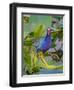 American Purple gallinule balancing on a lily pad, USA-George Sanker-Framed Photographic Print