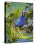 American Purple gallinule balancing on a lily pad, USA-George Sanker-Stretched Canvas