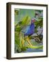 American Purple gallinule balancing on a lily pad, USA-George Sanker-Framed Photographic Print