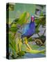 American Purple gallinule balancing on a lily pad, USA-George Sanker-Stretched Canvas