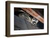 American Raccoon Climbed into the Attic of a House-IrinaK-Framed Photographic Print