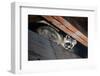 American Raccoon Climbed into the Attic of a House-IrinaK-Framed Photographic Print