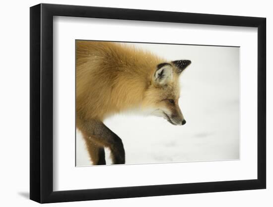 American Red Fox (Vulpes vulpes fulva) adult, close up head, in snow, Yellowstone-Paul Hobson-Framed Photographic Print