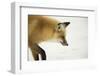 American Red Fox (Vulpes vulpes fulva) adult, close up head, in snow, Yellowstone-Paul Hobson-Framed Photographic Print