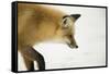 American Red Fox (Vulpes vulpes fulva) adult, close up head, in snow, Yellowstone-Paul Hobson-Framed Stretched Canvas