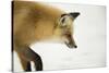 American Red Fox (Vulpes vulpes fulva) adult, close up head, in snow, Yellowstone-Paul Hobson-Stretched Canvas