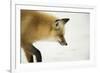 American Red Fox (Vulpes vulpes fulva) adult, close up head, in snow, Yellowstone-Paul Hobson-Framed Photographic Print