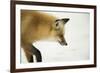 American Red Fox (Vulpes vulpes fulva) adult, close up head, in snow, Yellowstone-Paul Hobson-Framed Photographic Print