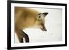 American Red Fox (Vulpes vulpes fulva) adult, close up head, in snow, Yellowstone-Paul Hobson-Framed Photographic Print