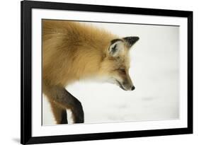 American Red Fox (Vulpes vulpes fulva) adult, close up head, in snow, Yellowstone-Paul Hobson-Framed Photographic Print