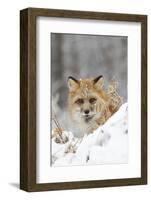 American Red Fox (Vulpes vulpes fulva) adult female, looking over snow covered hillock-Paul Sawer-Framed Photographic Print