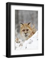 American Red Fox (Vulpes vulpes fulva) adult female, looking over snow covered hillock-Paul Sawer-Framed Photographic Print