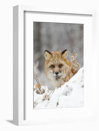 American Red Fox (Vulpes vulpes fulva) adult female, looking over snow covered hillock-Paul Sawer-Framed Photographic Print