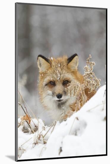American Red Fox (Vulpes vulpes fulva) adult female, looking over snow covered hillock-Paul Sawer-Mounted Photographic Print