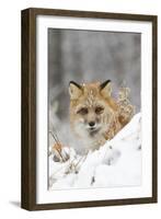 American Red Fox (Vulpes vulpes fulva) adult female, looking over snow covered hillock-Paul Sawer-Framed Photographic Print