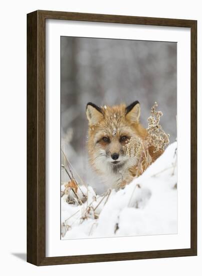 American Red Fox (Vulpes vulpes fulva) adult female, looking over snow covered hillock-Paul Sawer-Framed Photographic Print