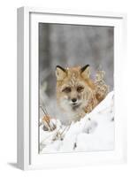 American Red Fox (Vulpes vulpes fulva) adult female, looking over snow covered hillock-Paul Sawer-Framed Photographic Print