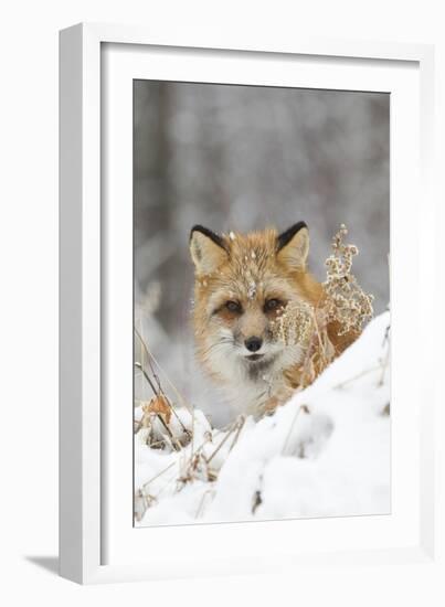 American Red Fox (Vulpes vulpes fulva) adult female, looking over snow covered hillock-Paul Sawer-Framed Photographic Print