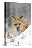 American Red Fox (Vulpes vulpes fulva) adult female, looking over snow covered hillock-Paul Sawer-Stretched Canvas