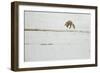 American Red Fox (Vulpes vulpes fulva) adult, hunting, jumping on prey in snow, Yellowstone-Paul Hobson-Framed Photographic Print