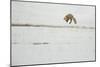 American Red Fox (Vulpes vulpes fulva) adult, hunting, jumping on prey in snow, Yellowstone-Paul Hobson-Mounted Photographic Print