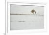 American Red Fox (Vulpes vulpes fulva) adult, hunting, jumping on prey in snow, Yellowstone-Paul Hobson-Framed Photographic Print