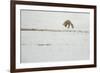 American Red Fox (Vulpes vulpes fulva) adult, hunting, jumping on prey in snow, Yellowstone-Paul Hobson-Framed Photographic Print