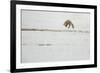 American Red Fox (Vulpes vulpes fulva) adult, hunting, jumping on prey in snow, Yellowstone-Paul Hobson-Framed Photographic Print