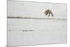 American Red Fox (Vulpes vulpes fulva) adult, hunting, jumping on prey in snow, Yellowstone-Paul Hobson-Mounted Photographic Print