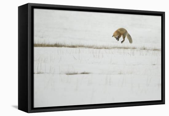 American Red Fox (Vulpes vulpes fulva) adult, hunting, jumping on prey in snow, Yellowstone-Paul Hobson-Framed Stretched Canvas