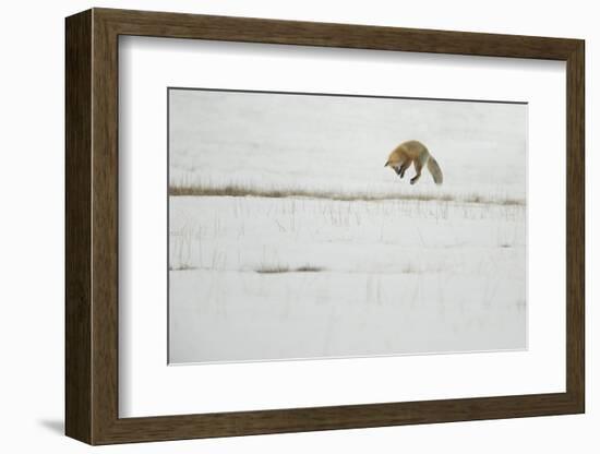 American Red Fox (Vulpes vulpes fulva) adult, hunting, jumping on prey in snow, Yellowstone-Paul Hobson-Framed Photographic Print