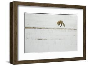 American Red Fox (Vulpes vulpes fulva) adult, hunting, jumping on prey in snow, Yellowstone-Paul Hobson-Framed Photographic Print